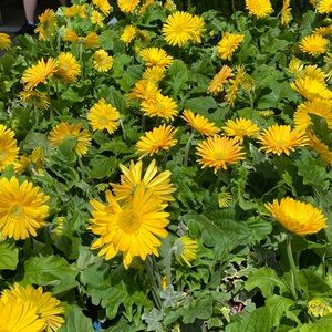 Meet your Posher, Macy